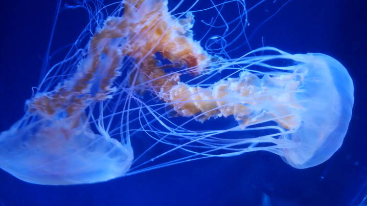 すみだ水族館