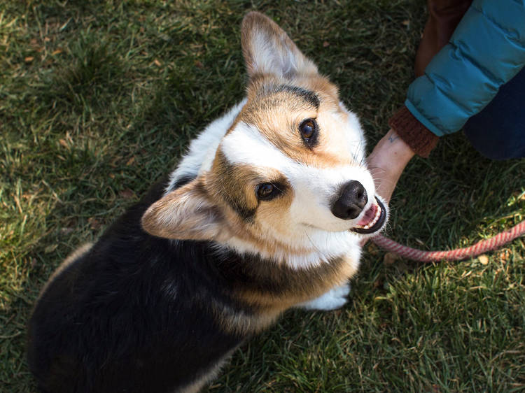 Spend time with your dog at the South Coast Botanic Garden