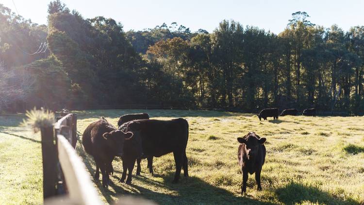 Have a real farm-to-plate experience in the Central Coast hinterland