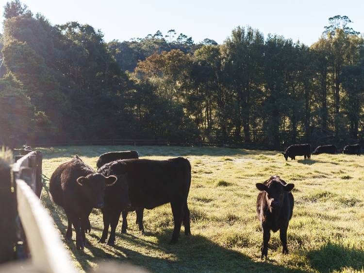 Have a real farm-to-plate experience in the Central Coast hinterland