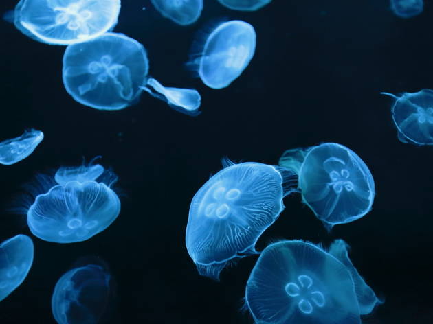 クラゲの上を歩ける すみだ水族館が大規模リニューアル