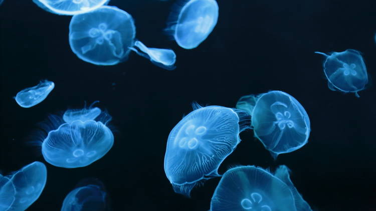 クラゲの上を歩ける すみだ水族館が大規模リニューアル