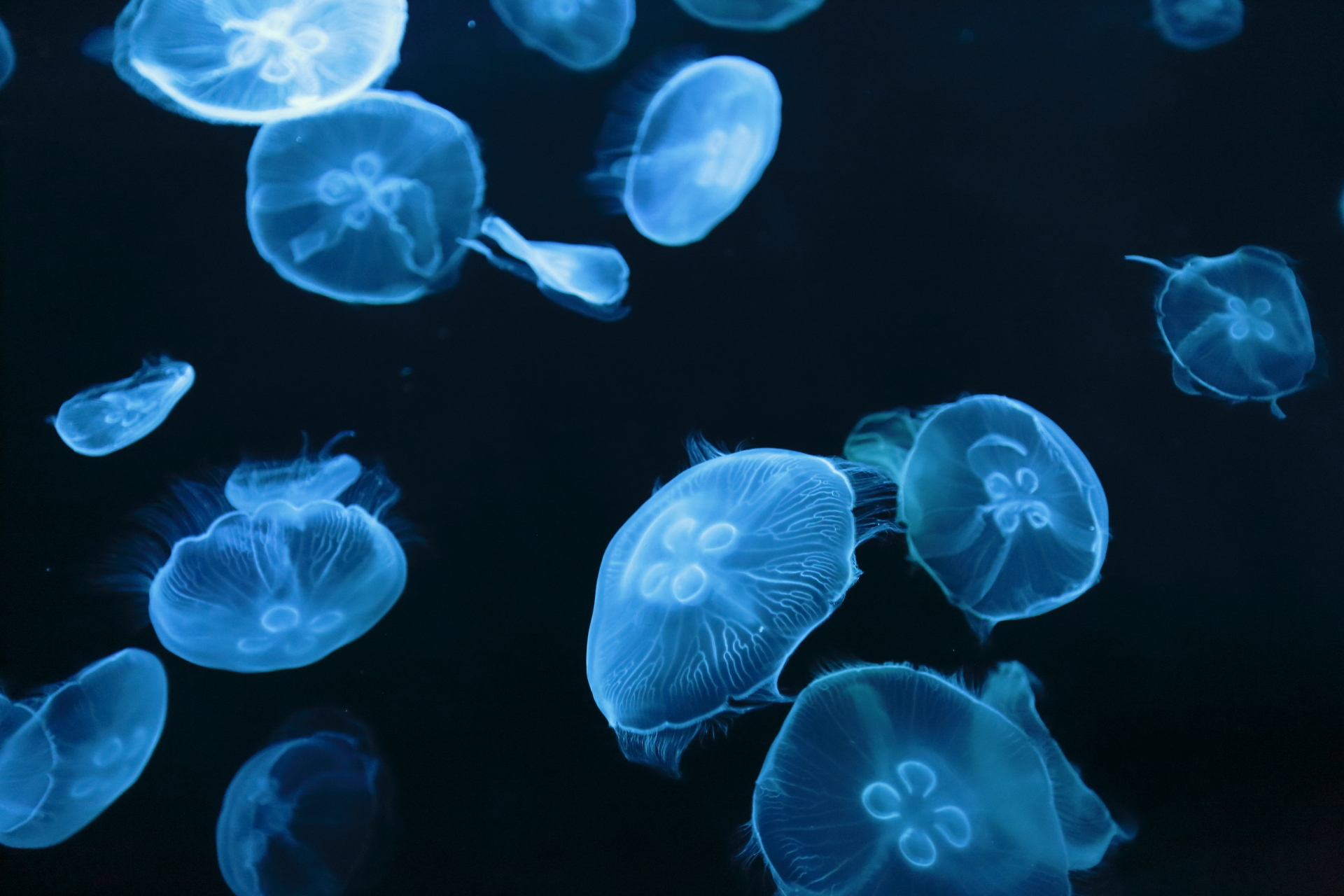 Sumida Aquarium's new jellyfish chamber is the dreamiest place in