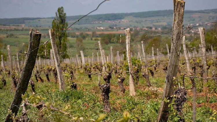 Drink your way along the Beaujolais wine route