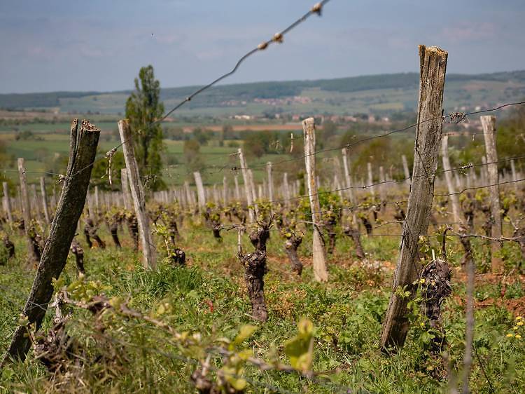 Drink your way along the Beaujolais wine route