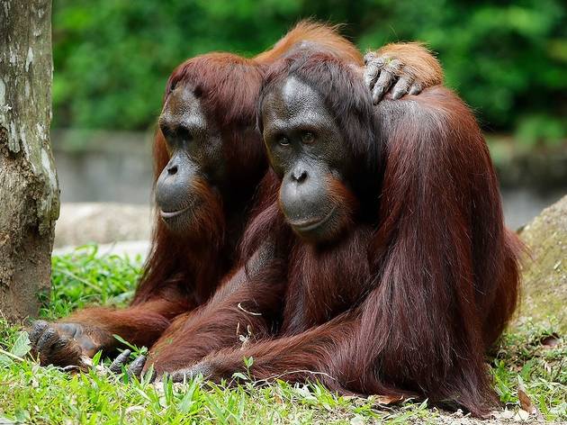Orangutans, Singapore Zoo Orangutans, Singapore Zoo