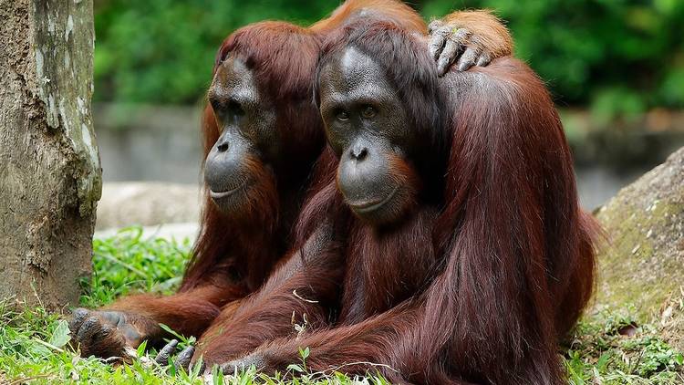 Orangutans, Singapore Zoo