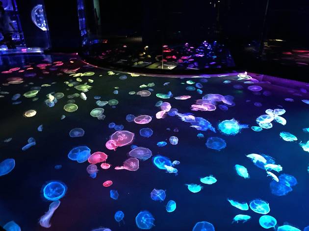 Sumida Aquarium 水槽に放たれているのは、すみだ水族館で繁殖し育てられた、約500匹のミズクラゲたち
