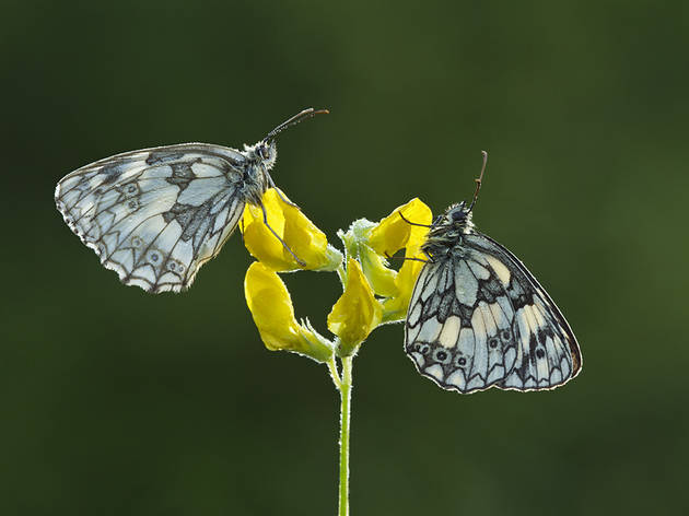 10 butterflies you can spot in London (and where to find them) Photograph: Guy Edwardes