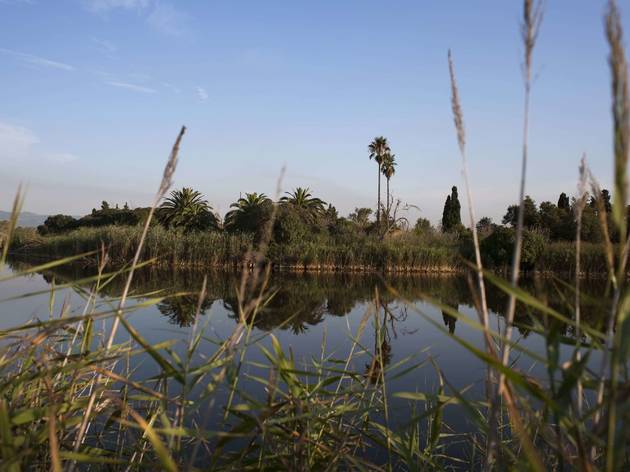 ESPAI NATURAL DEL DELTA DEL LLOBREGATJOSEP CANO