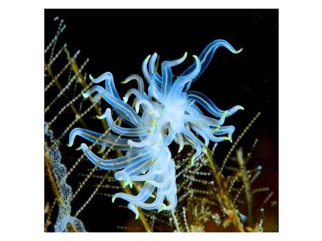 細谷克子写真展『海の宝石-命つなぐとき-』 細谷克子写真展『海の宝石-命つなぐとき-』