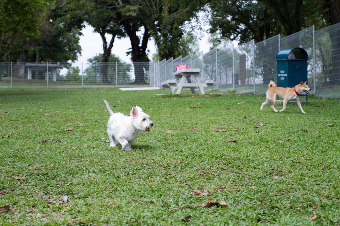 katong park dog run