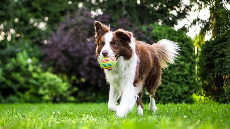 The best dog parks in Singapore