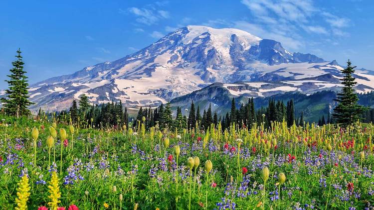 Wildflowers at Mount Rainier National Park