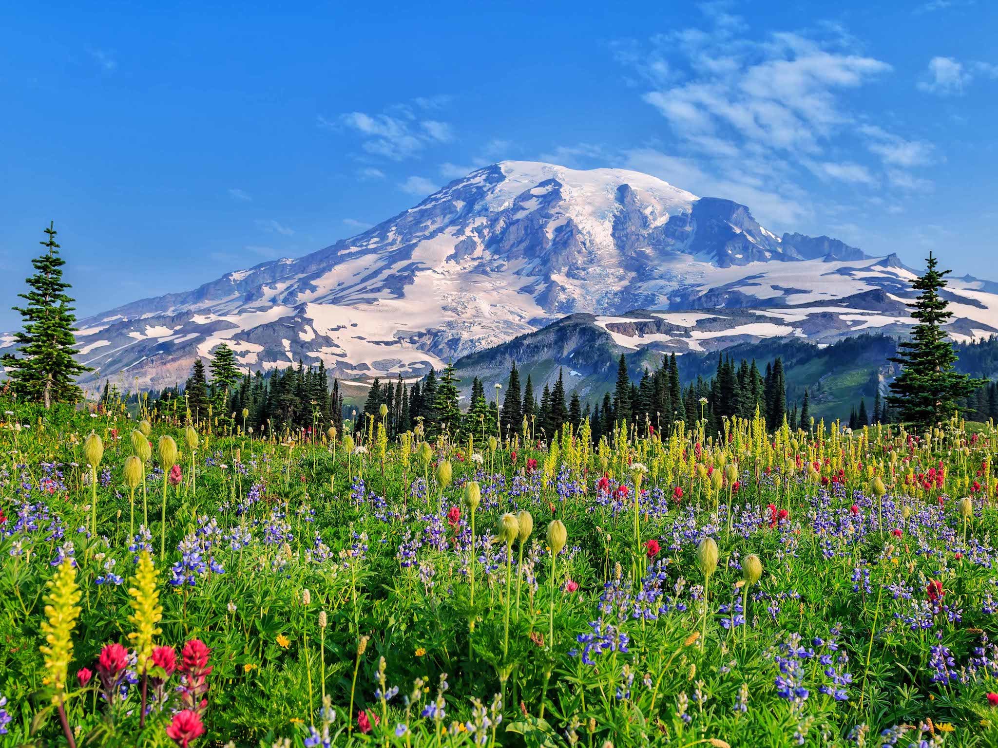 meadows of flowers