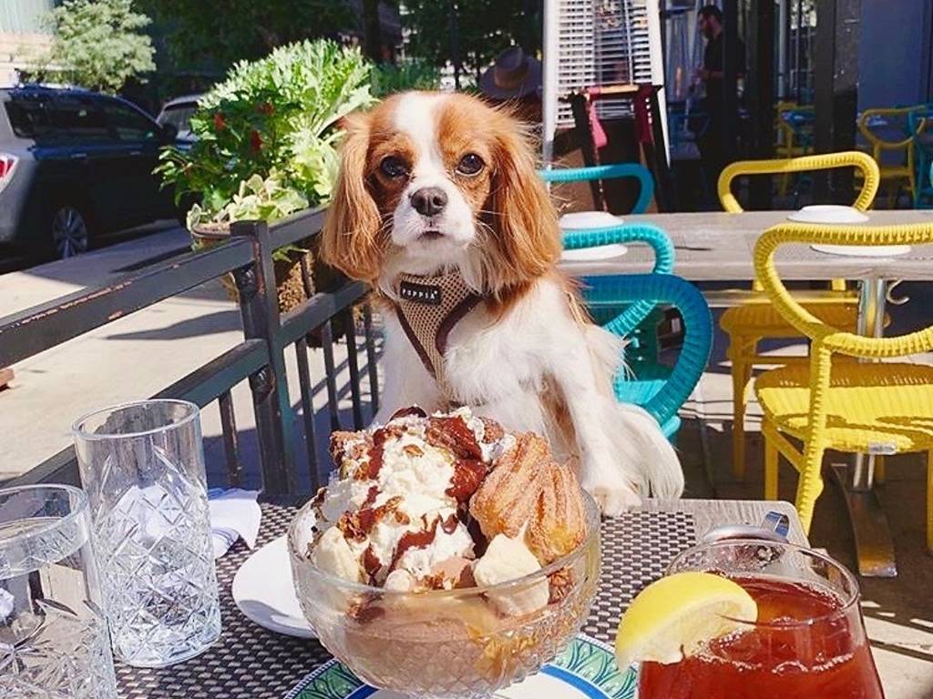34 dogfriendly patios, restaurants and breweries in Chicago