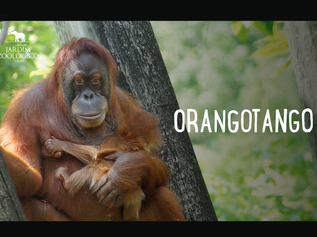 APP Jardim Zoológico Televisão, APP Jardim Zoológico, Orangotango