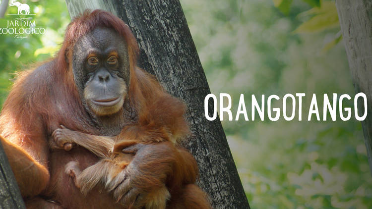 Televisão, APP Jardim Zoológico, Orangotango