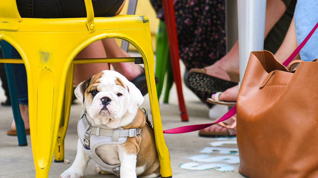 34 dogfriendly patios, restaurants and breweries in Chicago