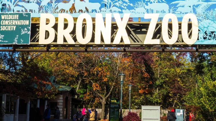 you-can-get-free-admission-to-the-bronx-zoo-on-wednesdays-but-you-need