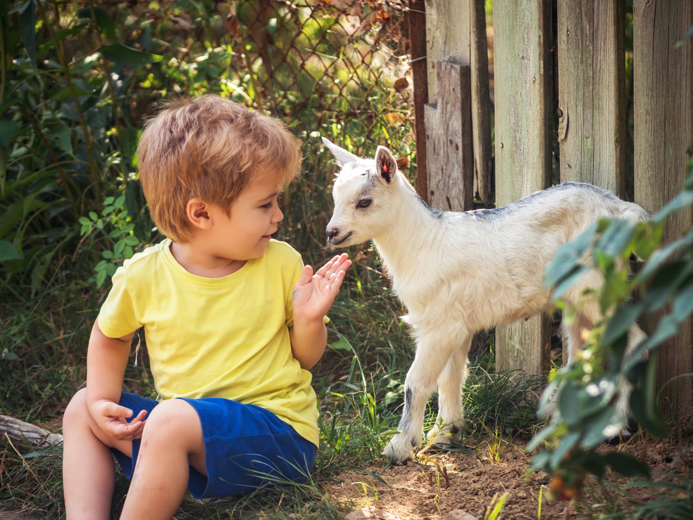 Petting Zoos In Minnesota: A Guide To Cute Critters And Family Fun