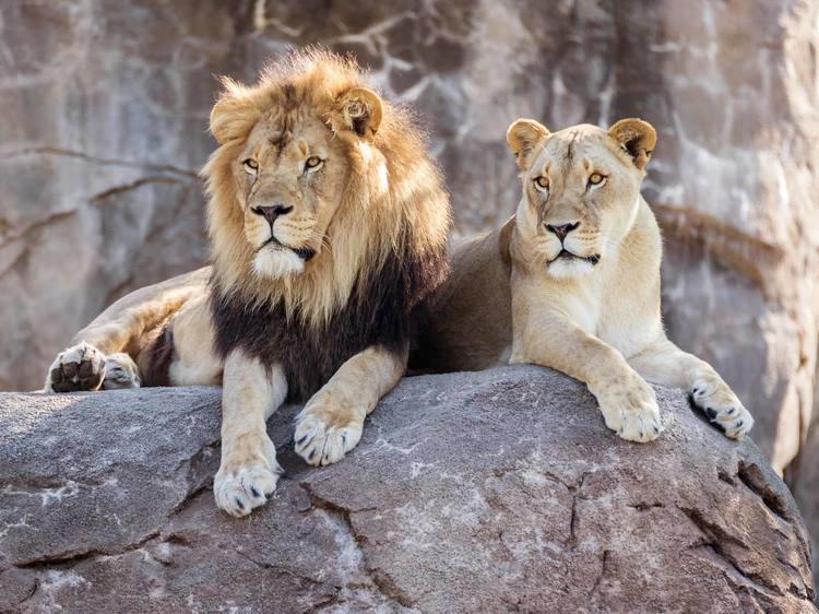 Lion County Safari