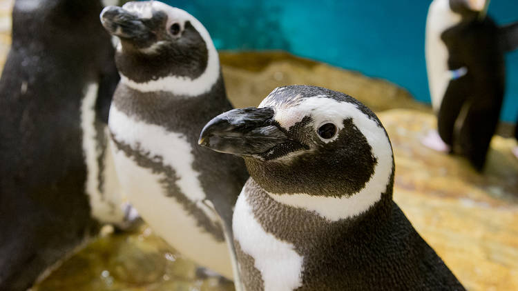 Shedd Aquarium penguins