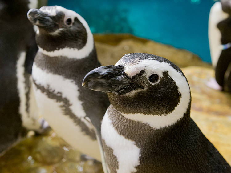 Shedd Pride Night