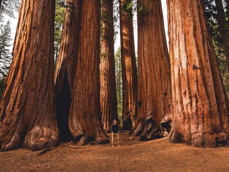 Walking amongst giants in Redwood National and State Parks