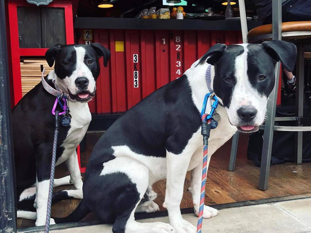 46 Best DogFriendly Restaurants, Patios & Bars in Chicago