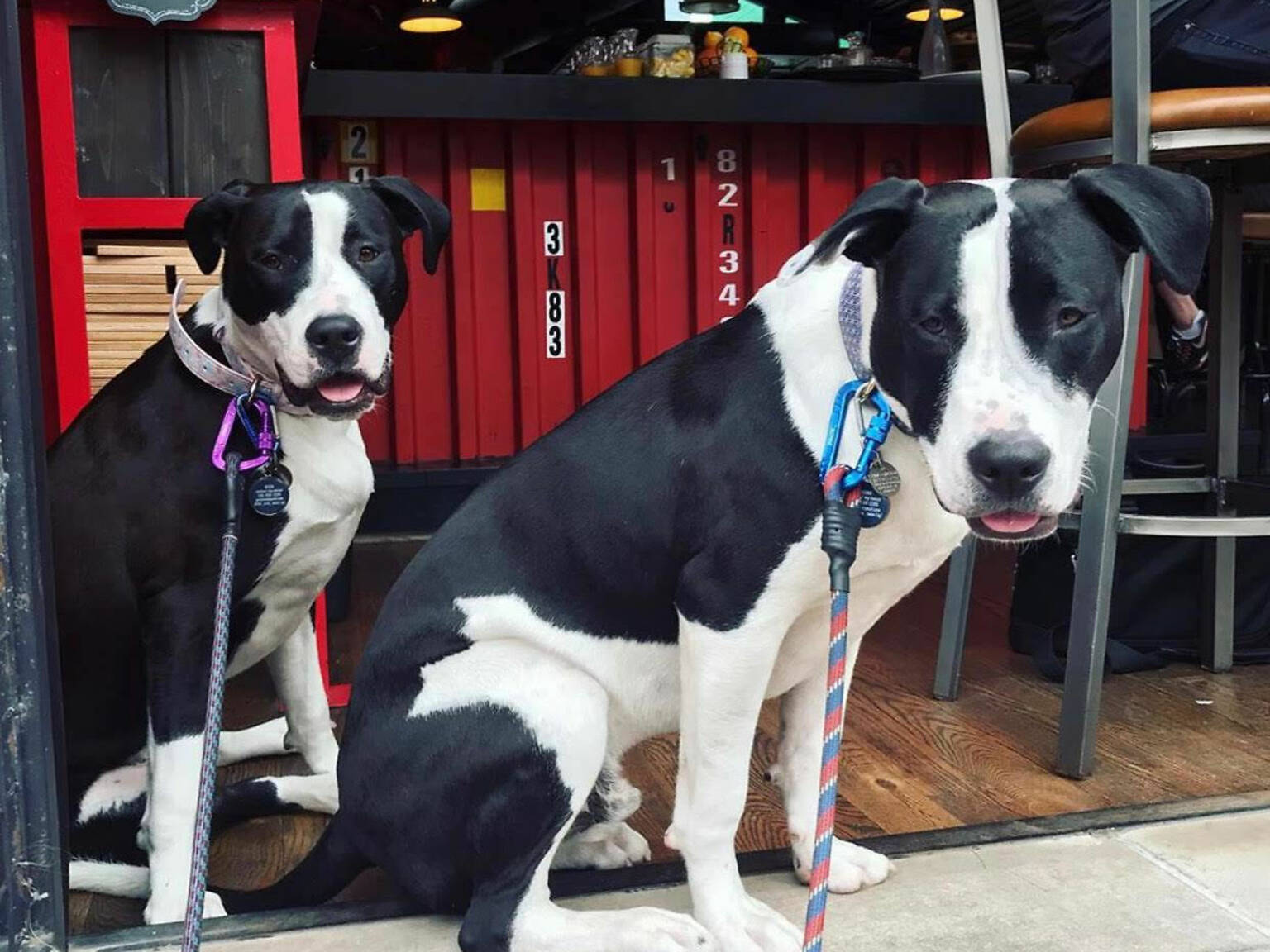 46 Best DogFriendly Restaurants, Patios & Bars in Chicago