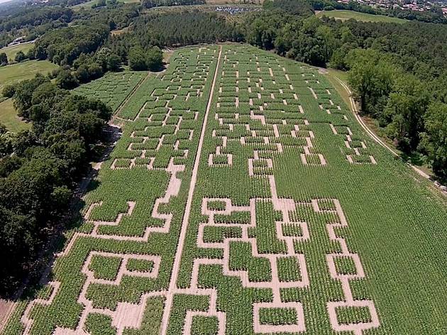 Un escape game XXL dans un immense labyrinthe de maïs, en banlieue parisienne DR