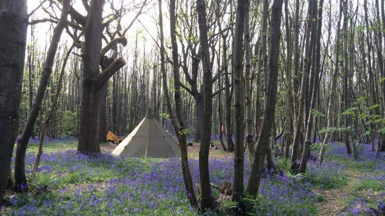 Badgells Wood Camping