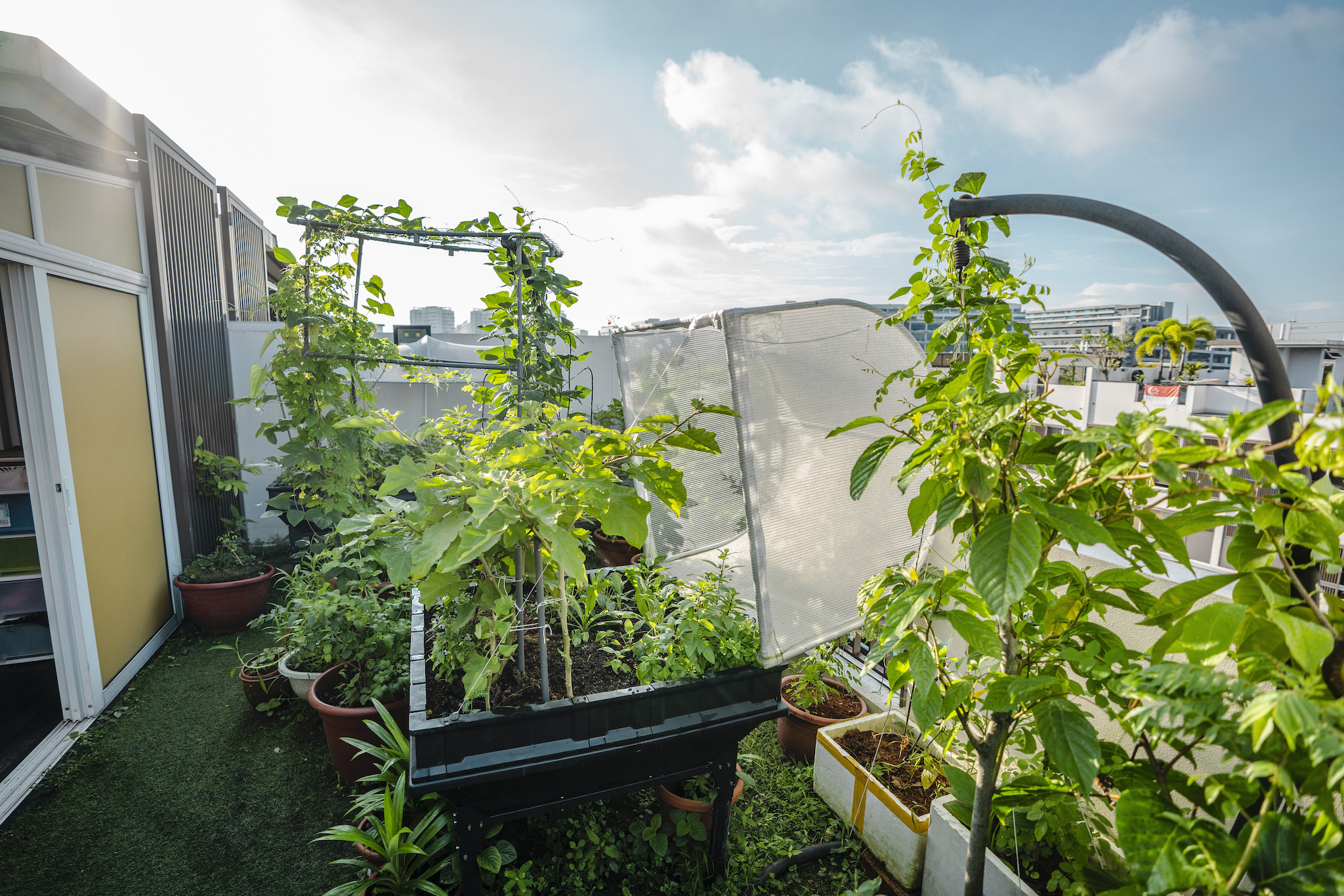 Joanna's rooftop garden