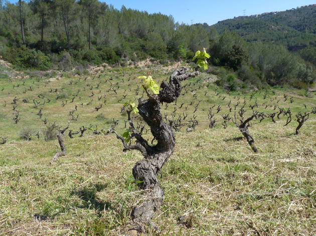 Vallès Occidental Vallès Occidental