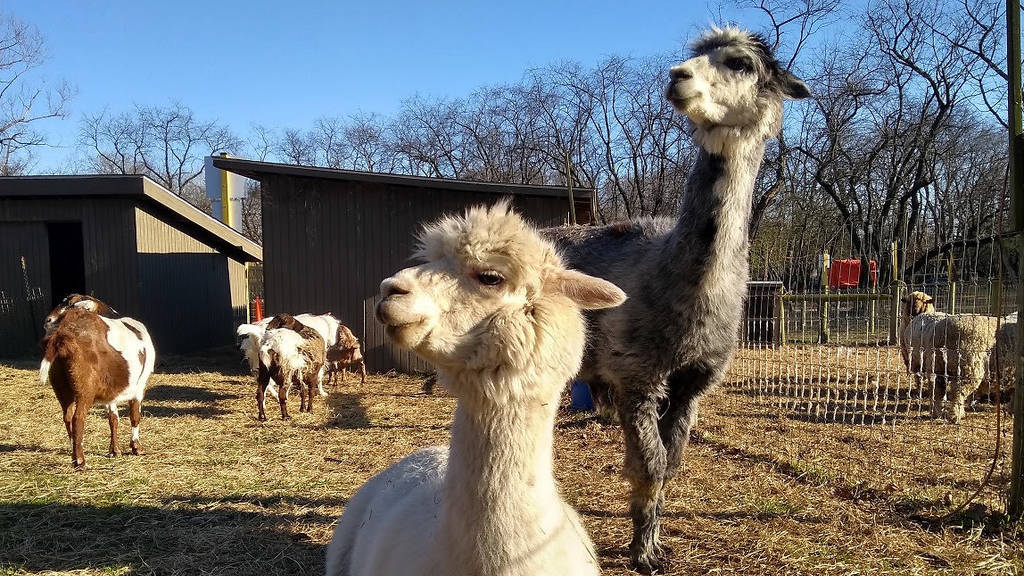 Spend time at Queens County Farm when the rustic attraction reopens