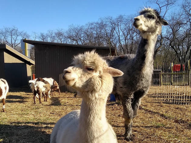 Queens County Farm is reopening this weekend alpacas queens farm museum