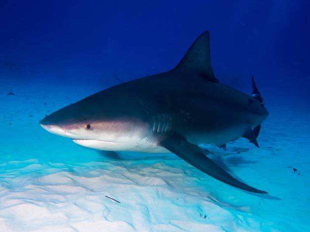 Shark sightings force the closure of several New York beaches this week bull shark