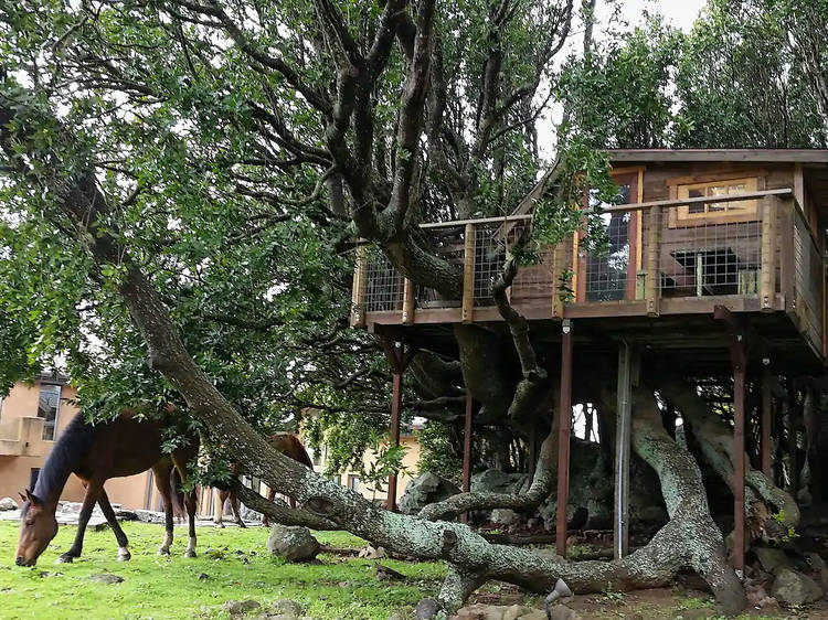 The luxury treehouse in Nicasio