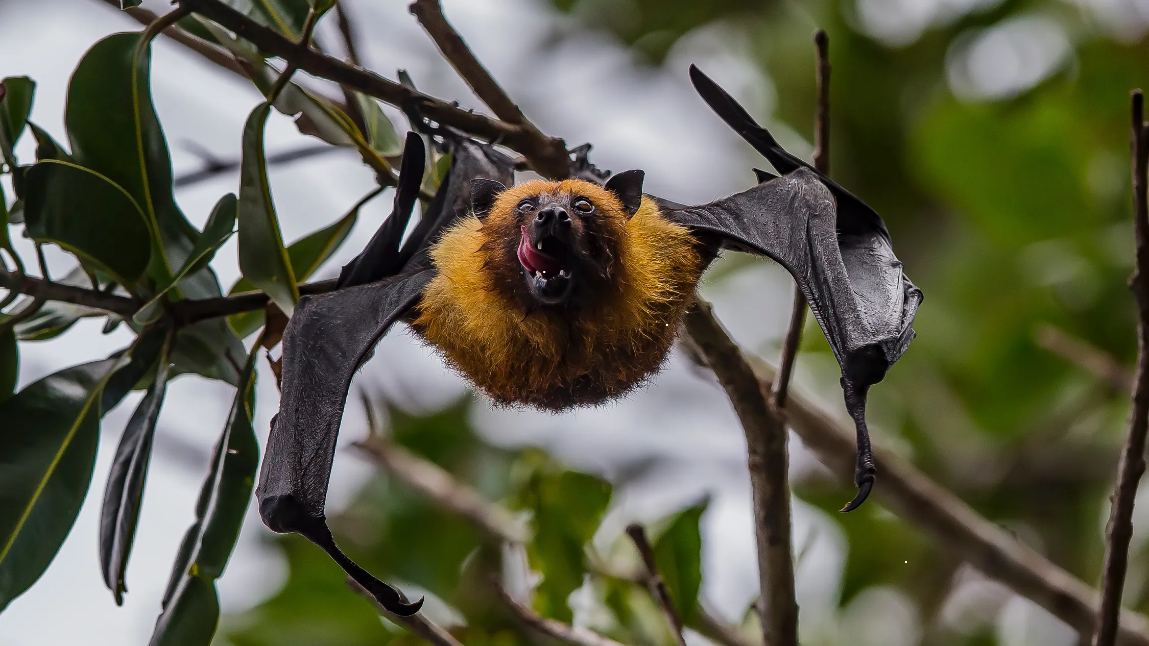 A flying fox in flight