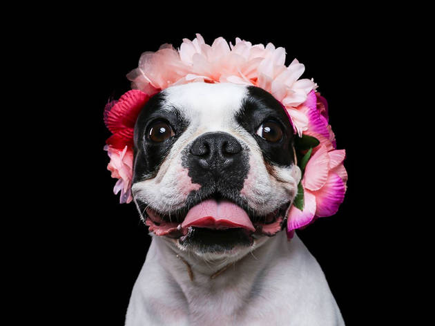 Le Terrier Studio Compras, Animais de Estimação, Le Terrier Studio