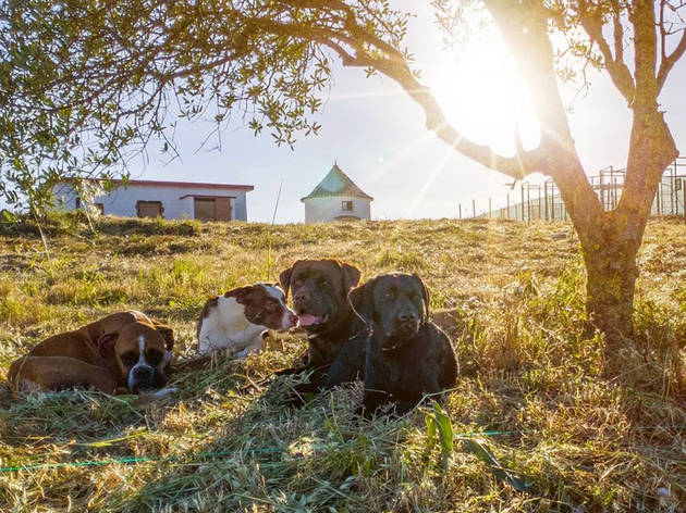 Cão do Moinho Hotel para Cães, Creche para Cães, Cão do Moinho