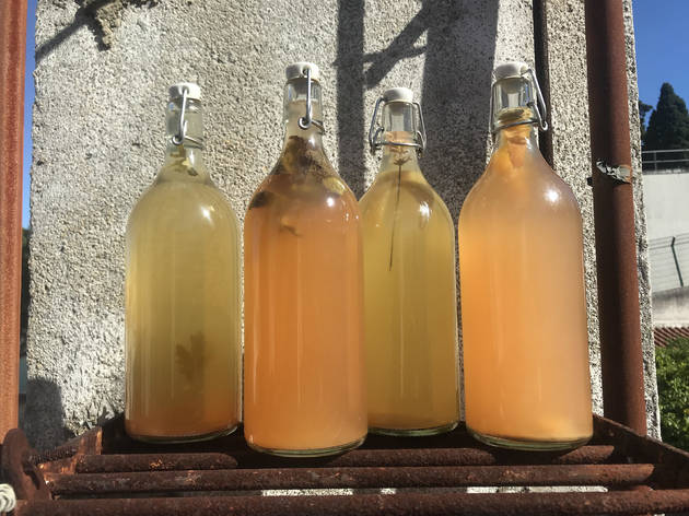 Kombucha Fiz Kombucha