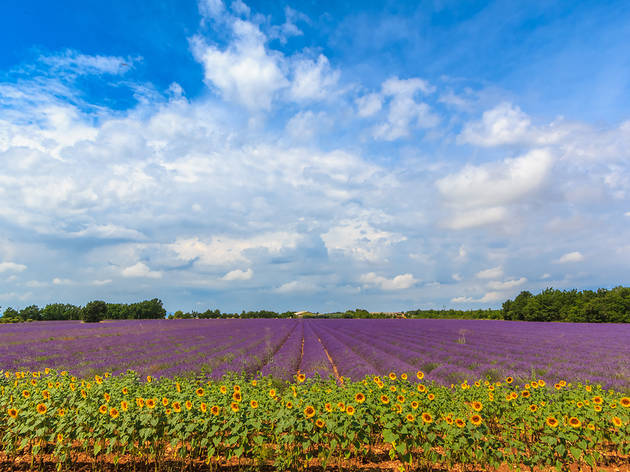 hitchin lavender hitchin lavender