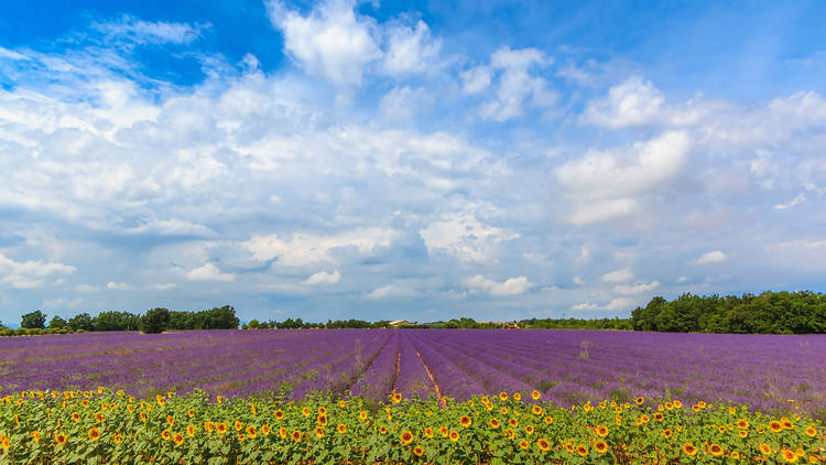 Hitchin Lavender, Hertfordshire