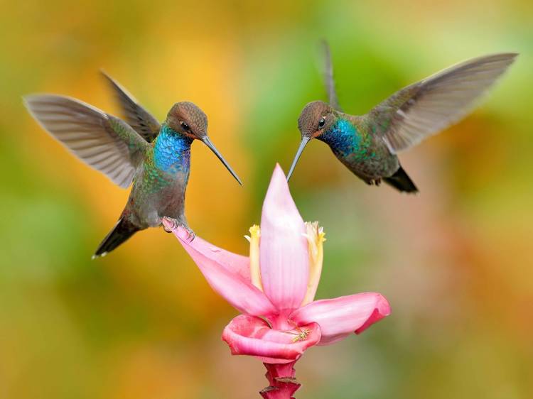 An Upstate art installation lets visitors commune with hummingbirds