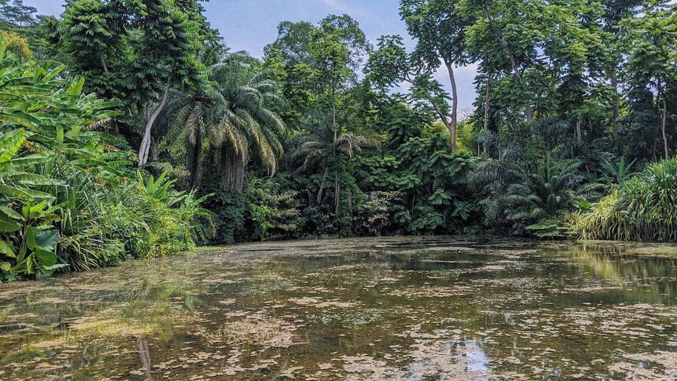 10 Wetlands and Mangrove Trails in Singapore to Explore