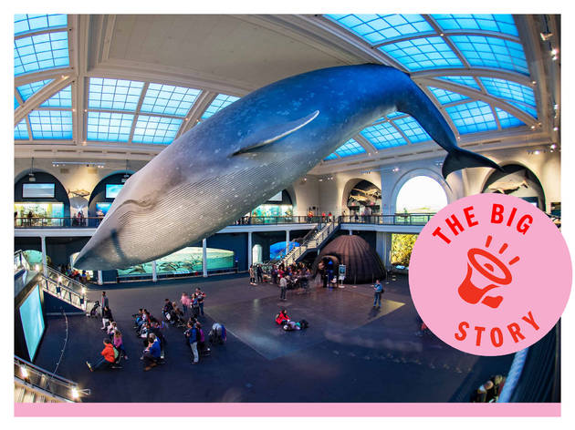 AMNH Whale