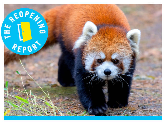 Red Panda