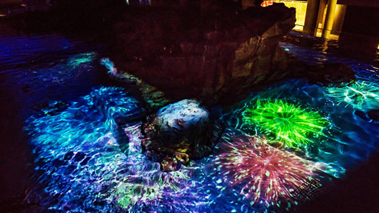 Sumida Aquarium Penguin Fireworks